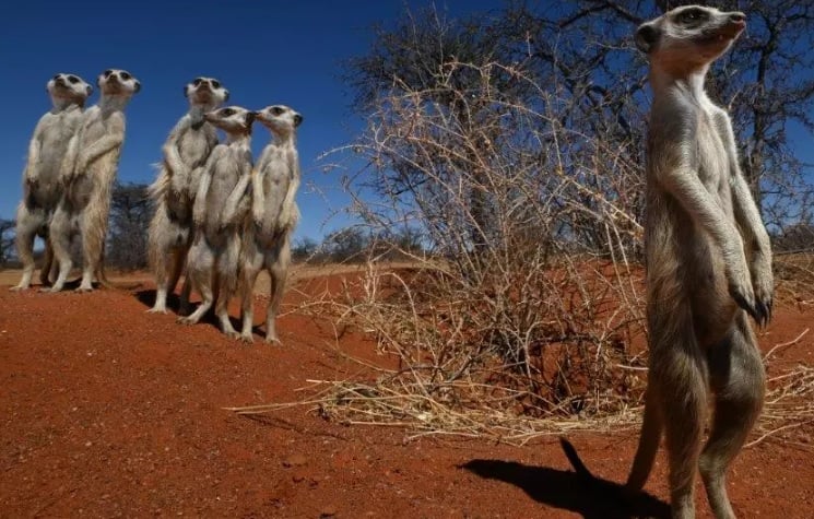 Photographic Safari at Tswalu Kalahari Reserve